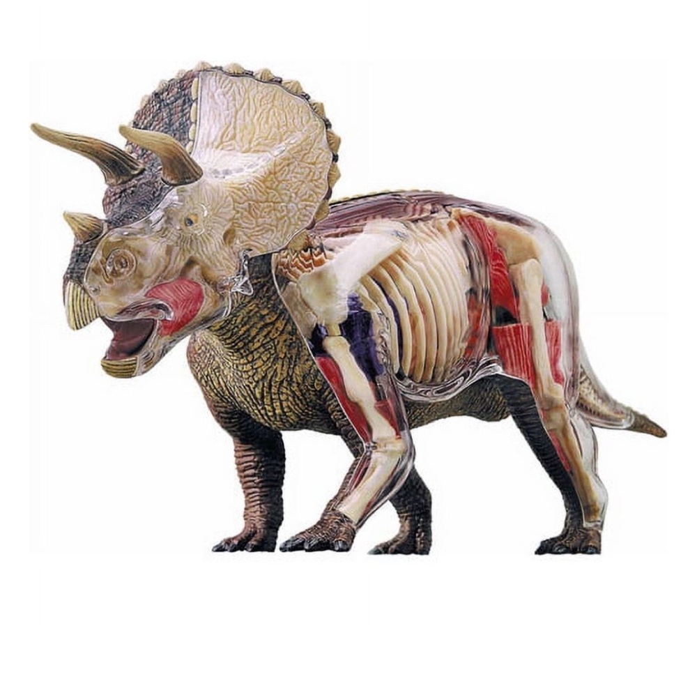 4D Vision Model Triceratops Anatomy Model Anatomical